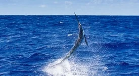 Equipe Casca Grossa vence competição