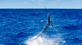 Etapa única do Torneio Baía de Todos-os-Santos acontece dia 10