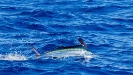 Torneio Vale Tudo de Pesca Oceânica 2016