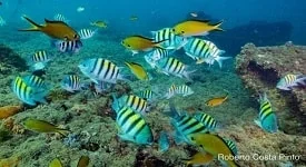 Projeto Mar do Yacht terá início no próximo dia 4, sábado